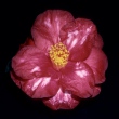 Lady in Red Variegated